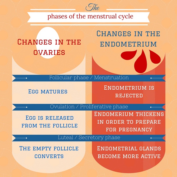 cervical mucus stages
